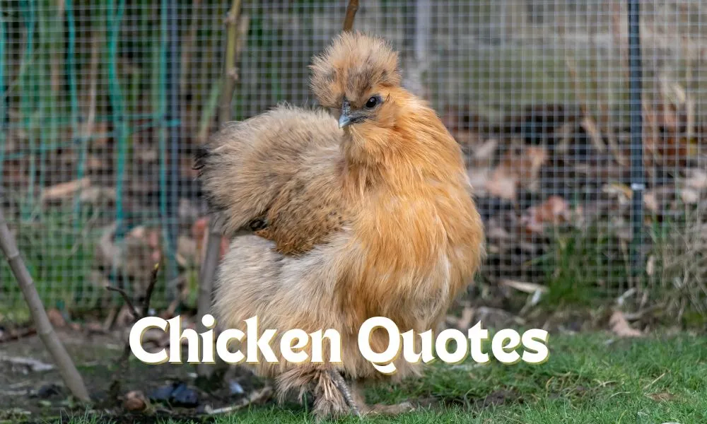 Chicken Quotes