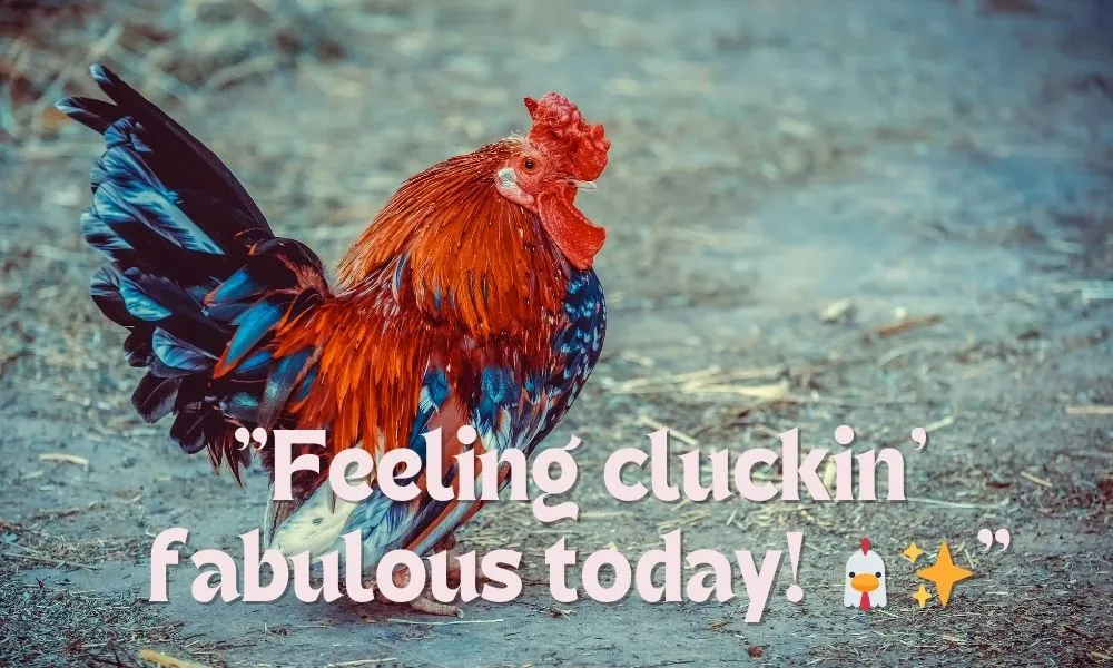 Funny Chicken Captions for Instagram