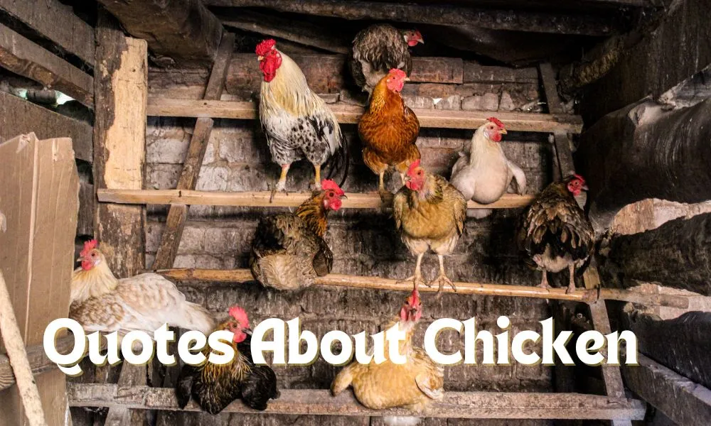 Quotes About Chicken