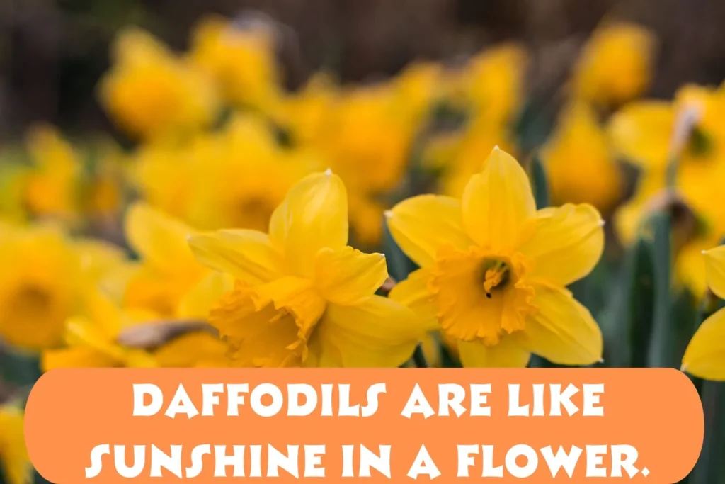 Best Daffodil Captions