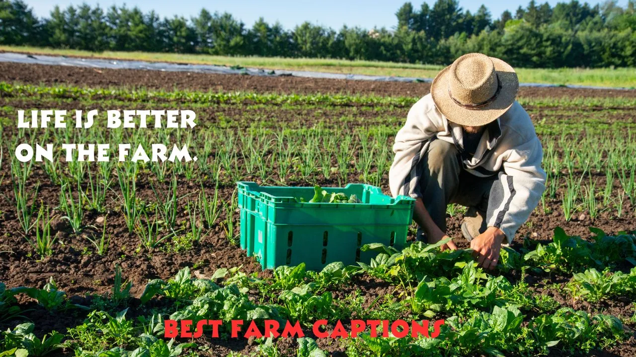 Best Farm Captions