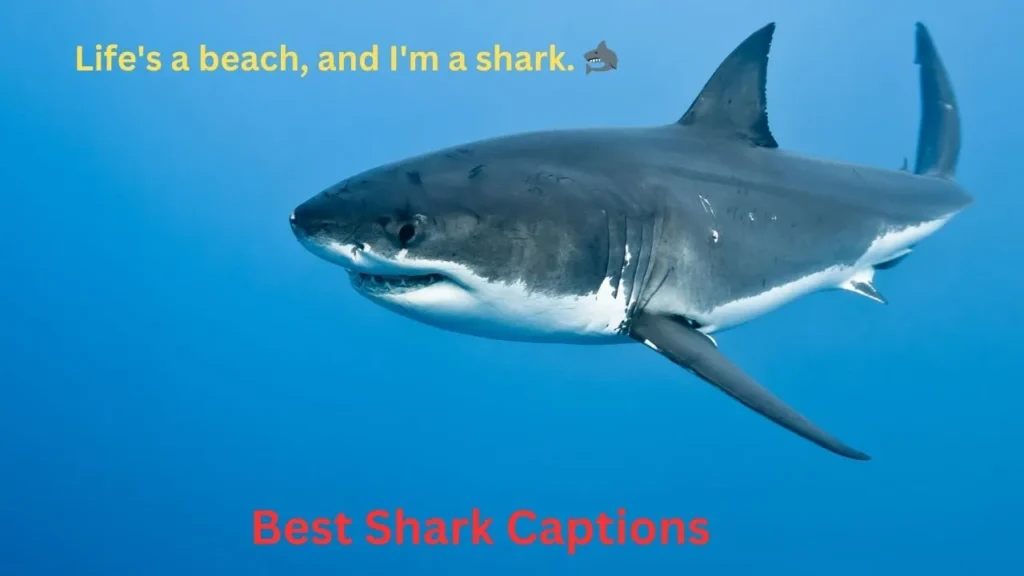 Best Shark Captions