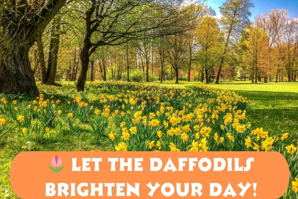 Cute Daffodil Captions