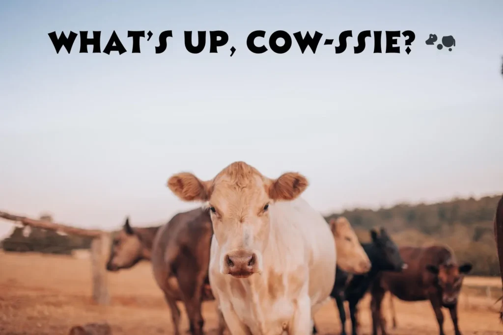 Funny Cow Captions For Instagram