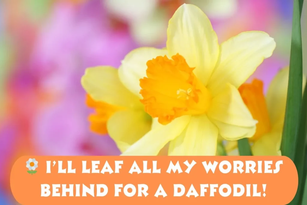 Funny Daffodil Captions