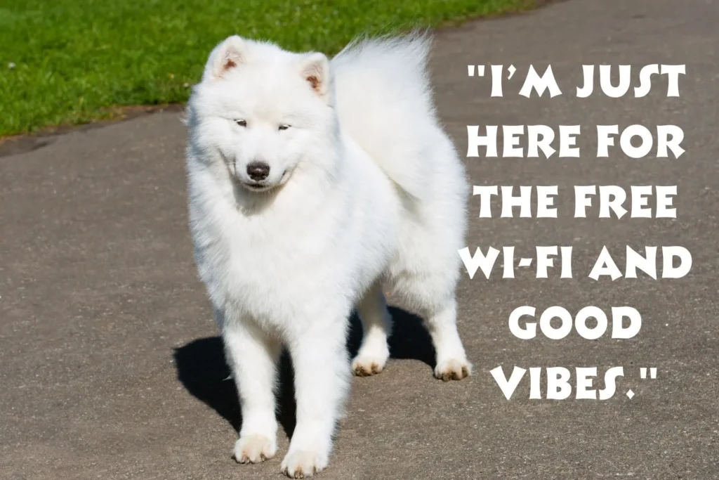 Funny Modesty Captions