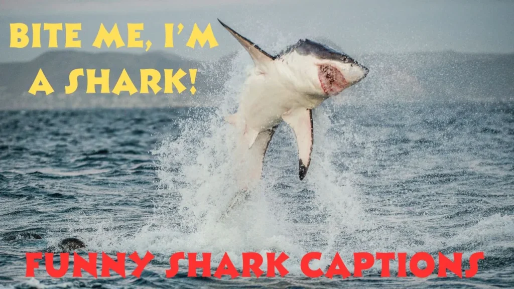 Funny Shark Captions