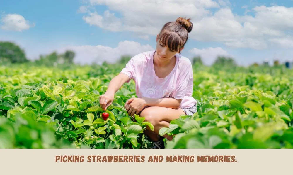 Picking Strawberry Captions