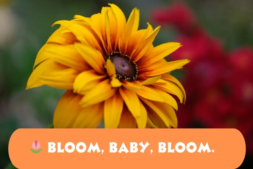 Short Daffodil Captions