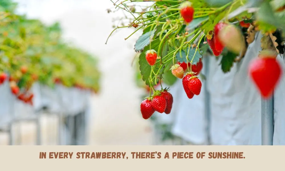 Strawberry Quotes
