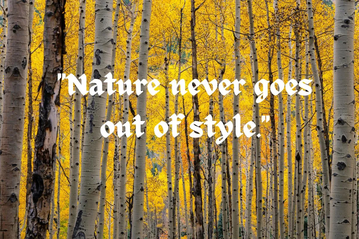 Aspen Quotes