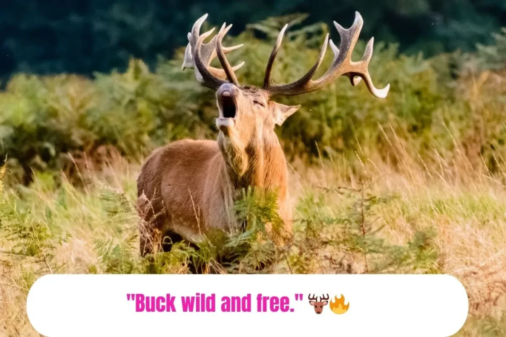 Cool Deer Hunting Captions For Instagram