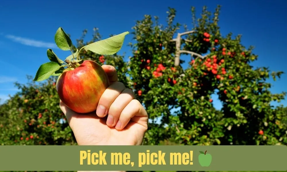 Cute Apple Captions For Instagram: