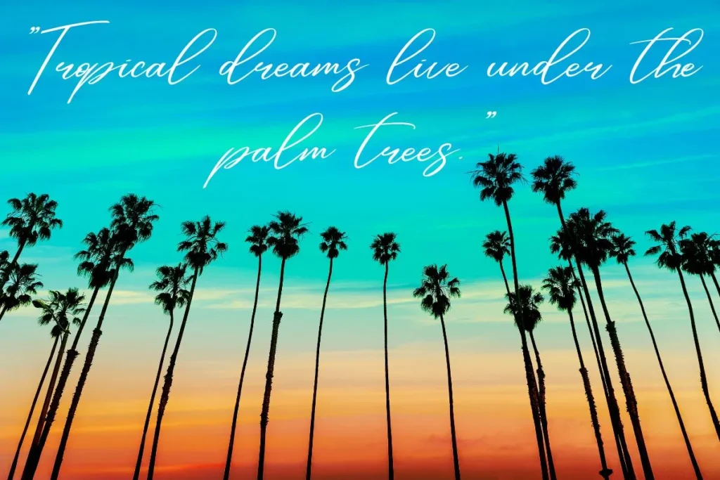 250+ Palm Tree Captions and Quotes For Instagram(2025)